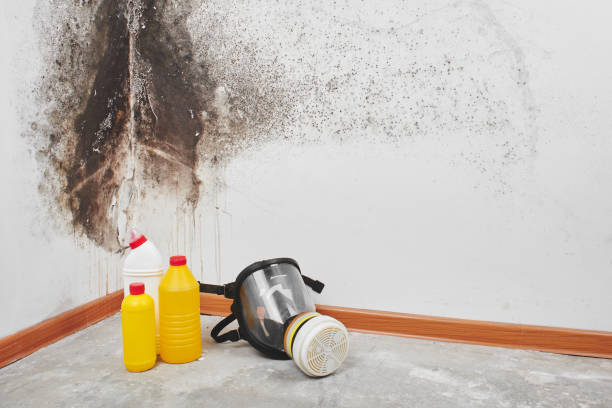 Best Mold Damage Repair  in Genola, UT