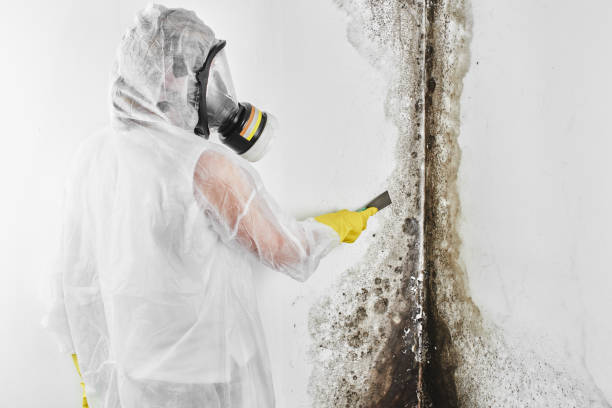 Best Commercial Mold Removal  in Genola, UT
