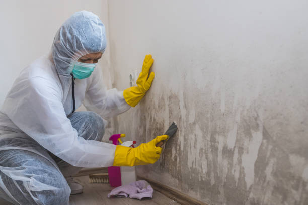 Best Same-Day Mold Removal  in Genola, UT