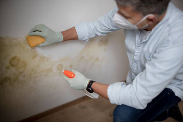 Best Home Mold Removal  in Genola, UT