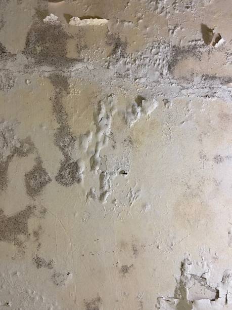 Genola, UT Mold Removal Company