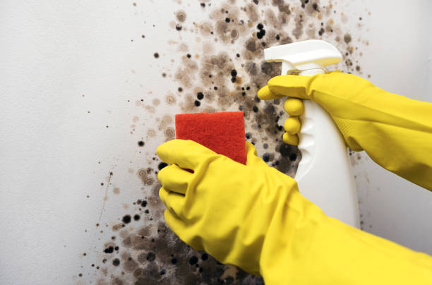 Best Black Mold Removal  in Genola, UT