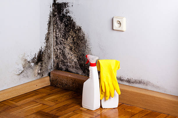 Best Best Mold Removal Companies  in Genola, UT