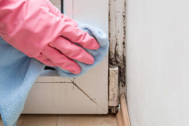 Best Toxic Mold Removal  in Genola, UT
